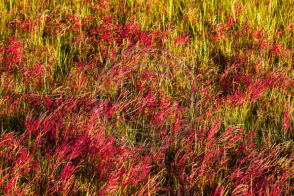 Assategue Grasses_4356