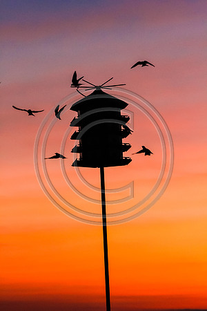 Birds - Purple Martins_7762