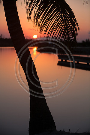 Island Palms_MG_3710