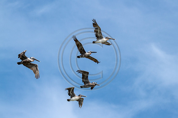 Birds - Air Pelican_2806