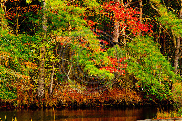 Fall Colors_9766