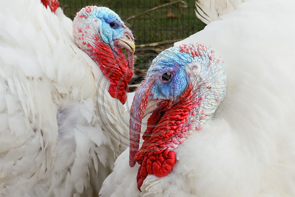 Birds - Turkey Goblers 4263- V2