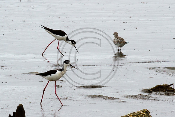 Birds - Stilts_6619