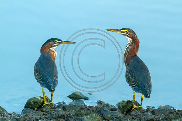 Birds - Sibling Rivalry_7921