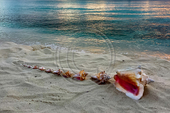 Hollys Shells 20131108_173736 V4