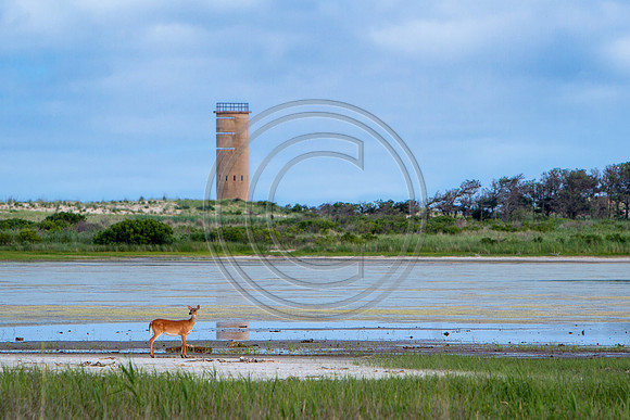 Deer Tower_7483 V3