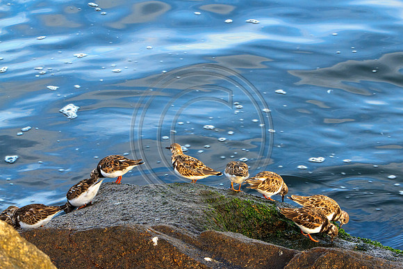 Birds - The Gathering_1946
