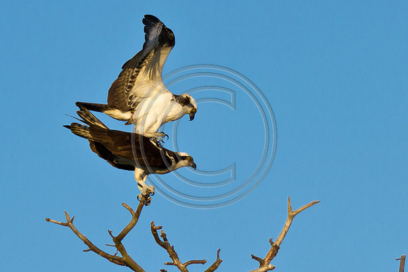 Birds - Osprey_4884 V2