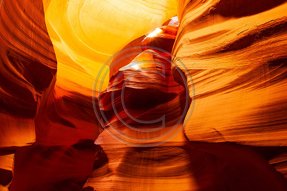 Antelope_6890