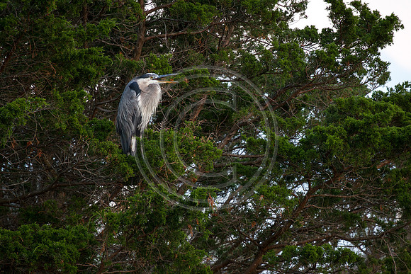 Birds - Heron in Tree_2547