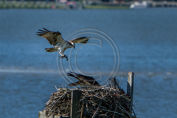Birds - Osprey_6750 V1