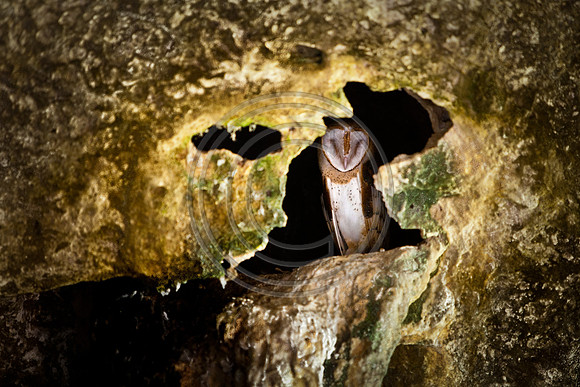 Birds - Barn Owl  020611_1993