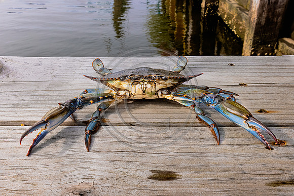 Crab_1214-V4