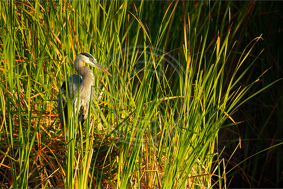 Birds - Blue Heron_4774 V2