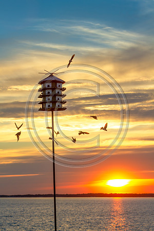 Birds - Busy Birds_1668-TDN V2