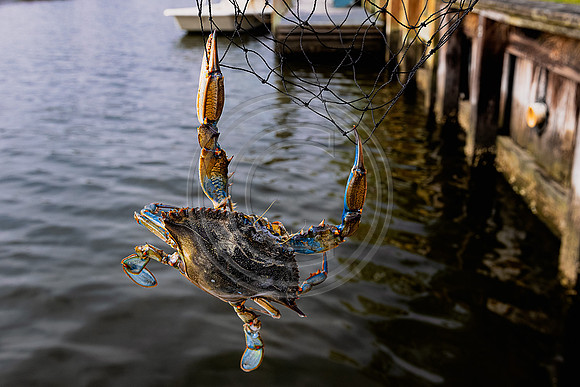 Crab 2 1246- V3