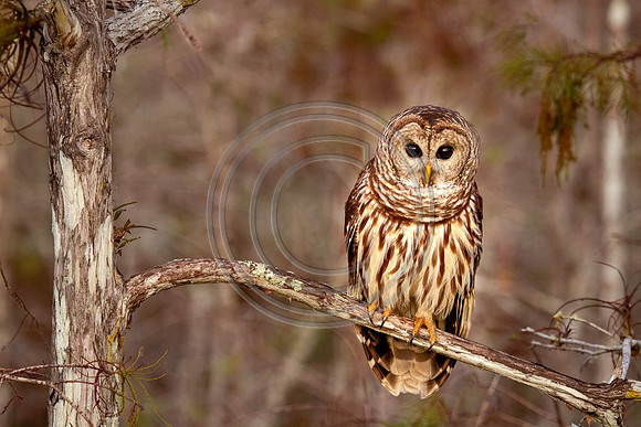 Birds - Hoot_4952