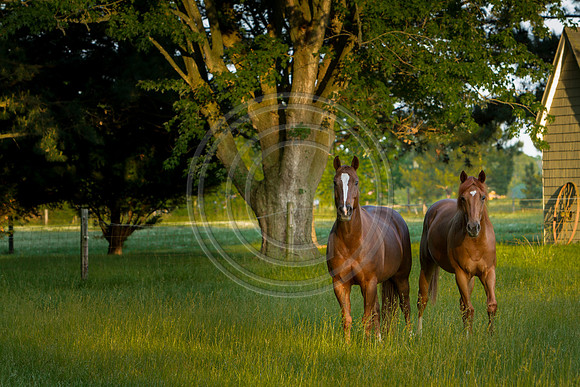 Dolbys HorseMG_8829