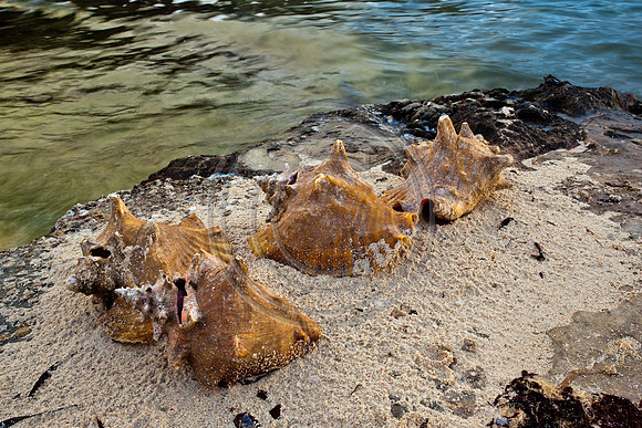 Conchs_2976