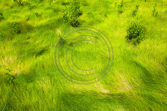 Grassy Patterns_2421
