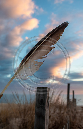 Beach Feather_1743