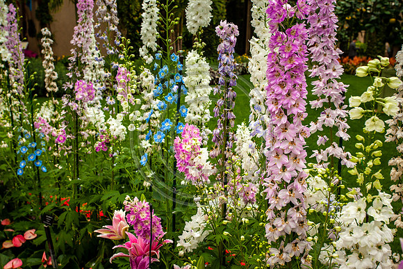 Garden 1 5675