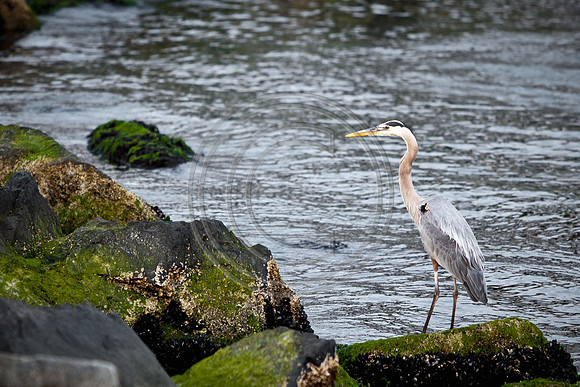 Birds - Heron_6258 V2