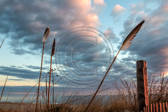Beach Feathers_1740