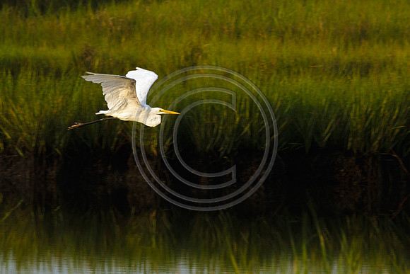 Birds - Winging It_8810 V1