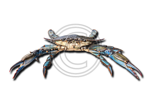 Crab on White_1214 V2