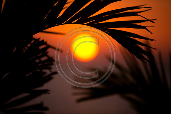 Island Palms The Suns Eyebrow V1_2997