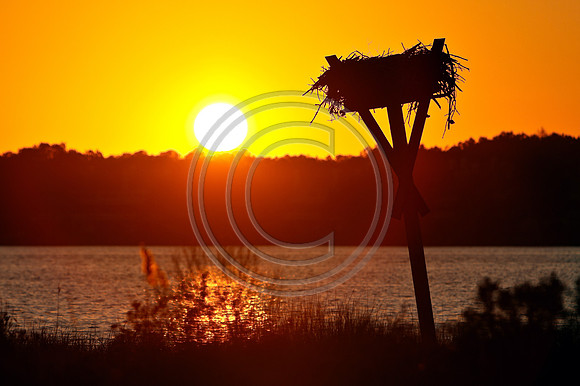 Empty Nester_2241