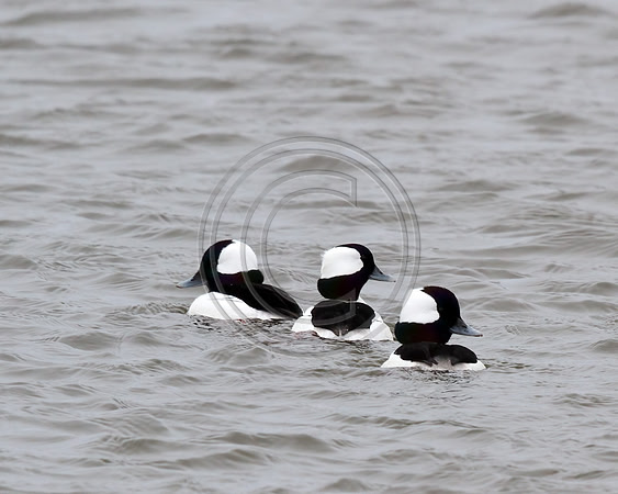 Birds - Bobble heads_7673