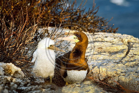 Birds - Boobies V3 _1762
