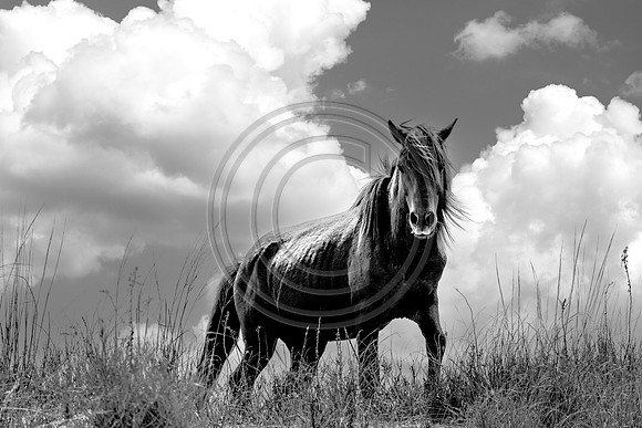 Horses - 6832-B&W
