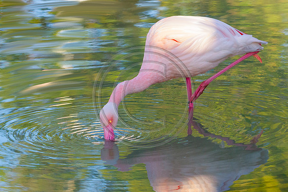 Birds - Pinky V4_6780