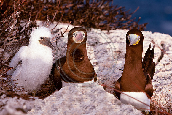 Birds - Boobies V2_1773