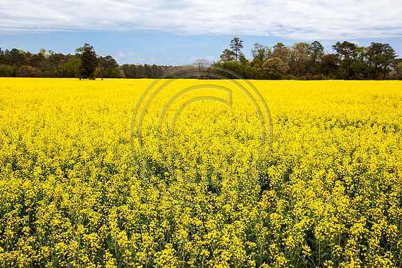 Pollen Season_1155 V1