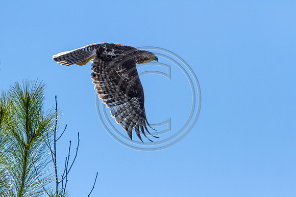 Birds - Air Time_2757