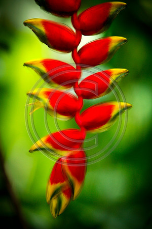Flowers - Finished  FMPaint hanging red2_MG_6868