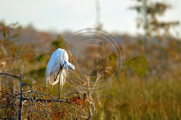 Birds - Heron Scratching_4989
