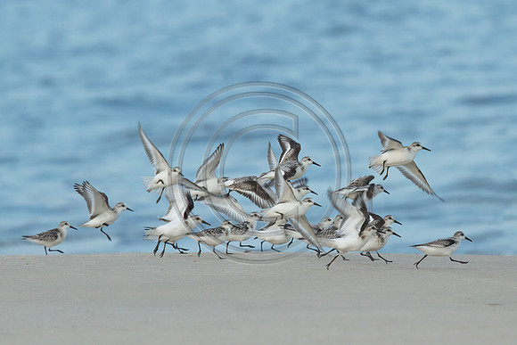 Birds - 21 Pipers_8512