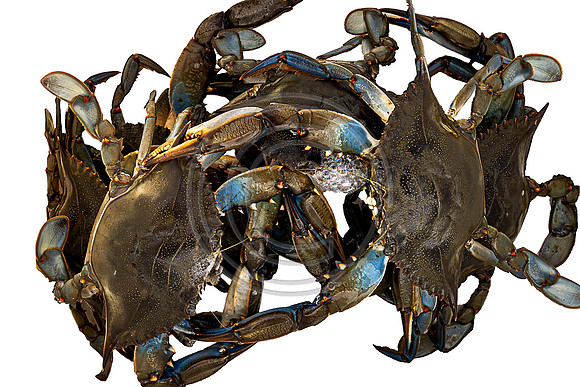 Crab Bucket 1225-V4
