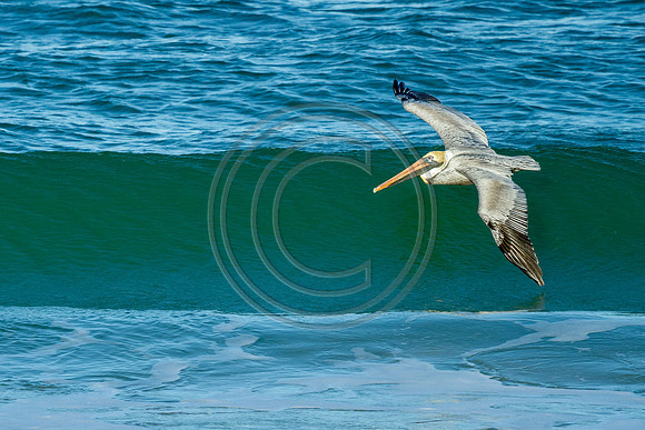 Birds - Phil i can_6605