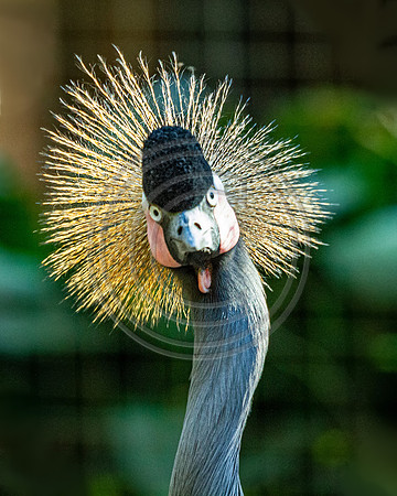 Birds - You Looking at Me_6756 V2