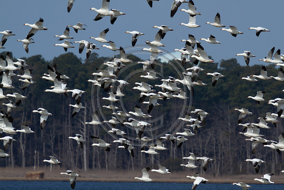 Birds - Snow geese_4252