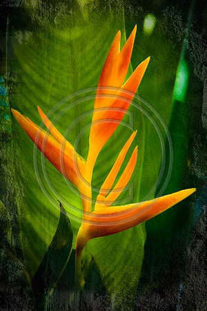 Flowers - Flowers - Bird of Paradise_4814V4