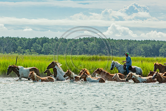 Chincoteague Ponies_3430 V2