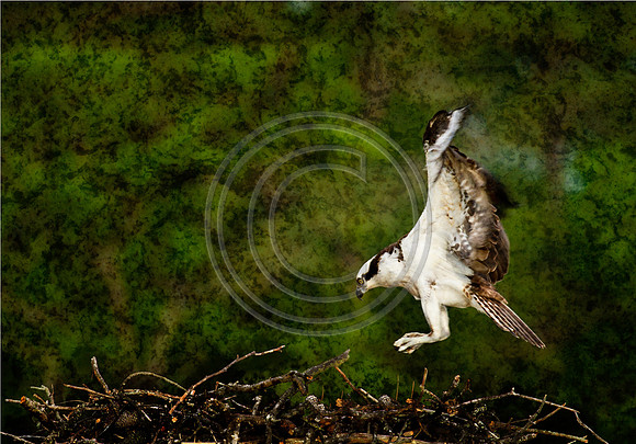 Birds - Osprey Landing_7142 V3 14X20
