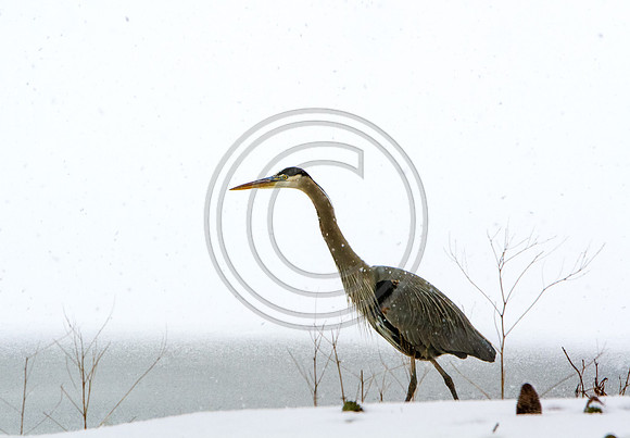 Birds - Heron Snow Stalker_5713 V2